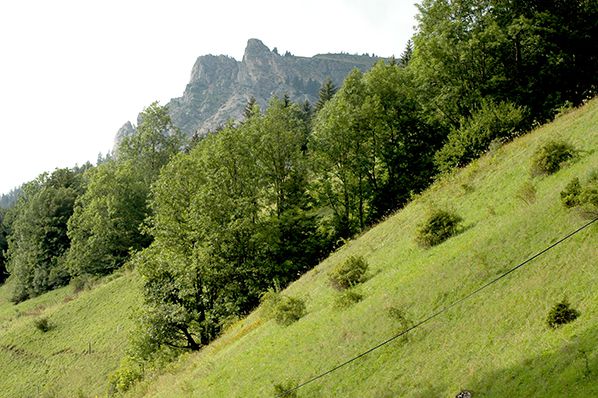 bernieshoot dent oche