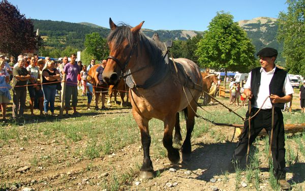 100ème édition du concours mulassier ©Maison du Mulet