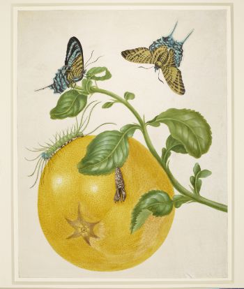 Maria Sibylla Merian, Branch of pomolo with Green-Branded Urania Moth © Royal Collection Trust/© Her Majesty Queen Elizabeth II 2022