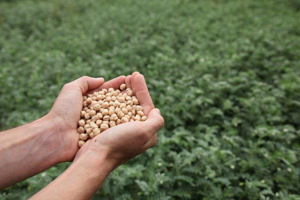 GetL de France - Pois chiches - Crédit SCA QUALISOL