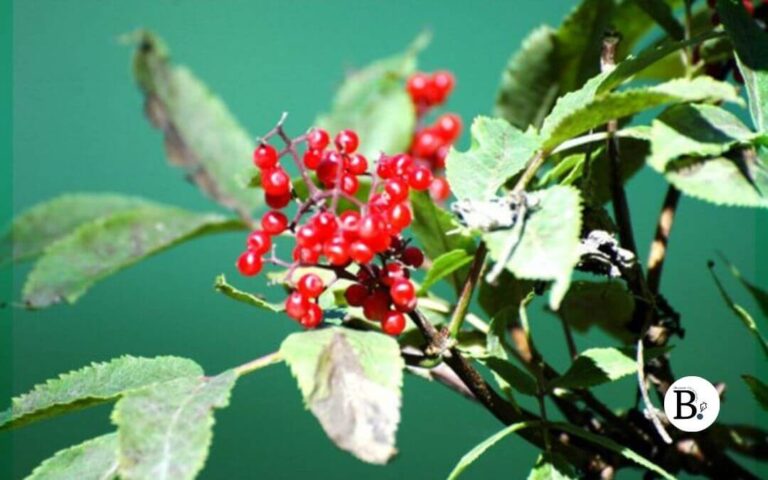baies sauvages rouges