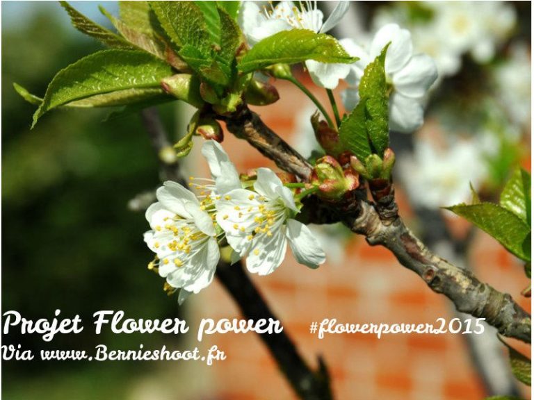 FlowerPower 2015