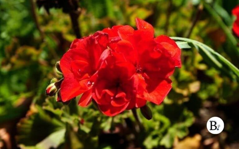 Fleur de géranium rouge vif dans le jardin de Bernieshoot