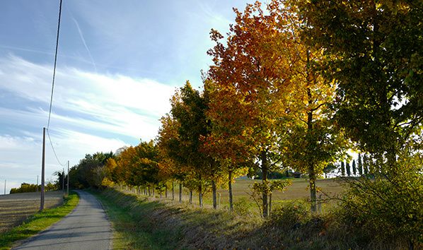 chemin arbres couleurs automne Choisissons notre exposition automnale idoine