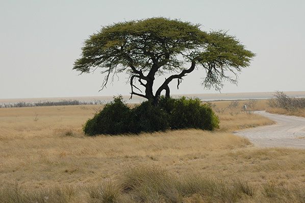 arbre parc etosha namibie arbre parc etosha namibie