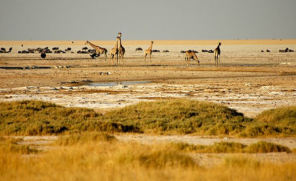 girafe parc etosha point eau namibie conseils pour réussir une photo de paysage girafes dans le parc Etosha en Namibie