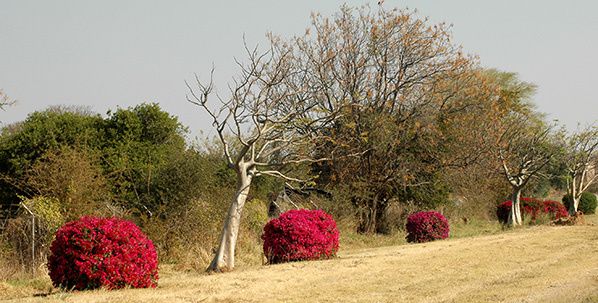 arbre bosquet rouge arbres et bosquets rouges