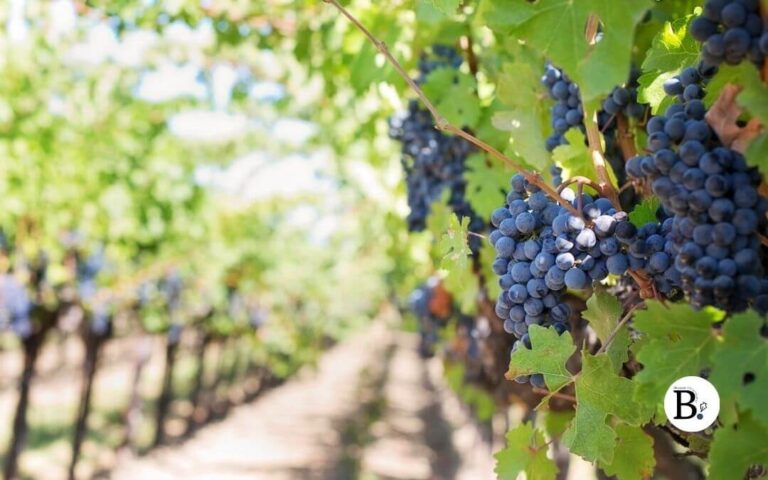 Sur la route du vignoble de Madiran et du Pacherenc du Vic-Bilh
