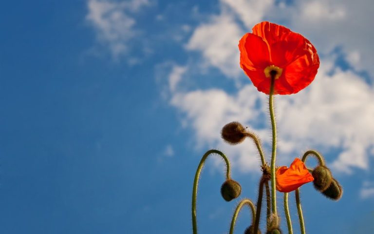 bernieshoot couvertrouge-nature-lundi-soleil-bernieshoot