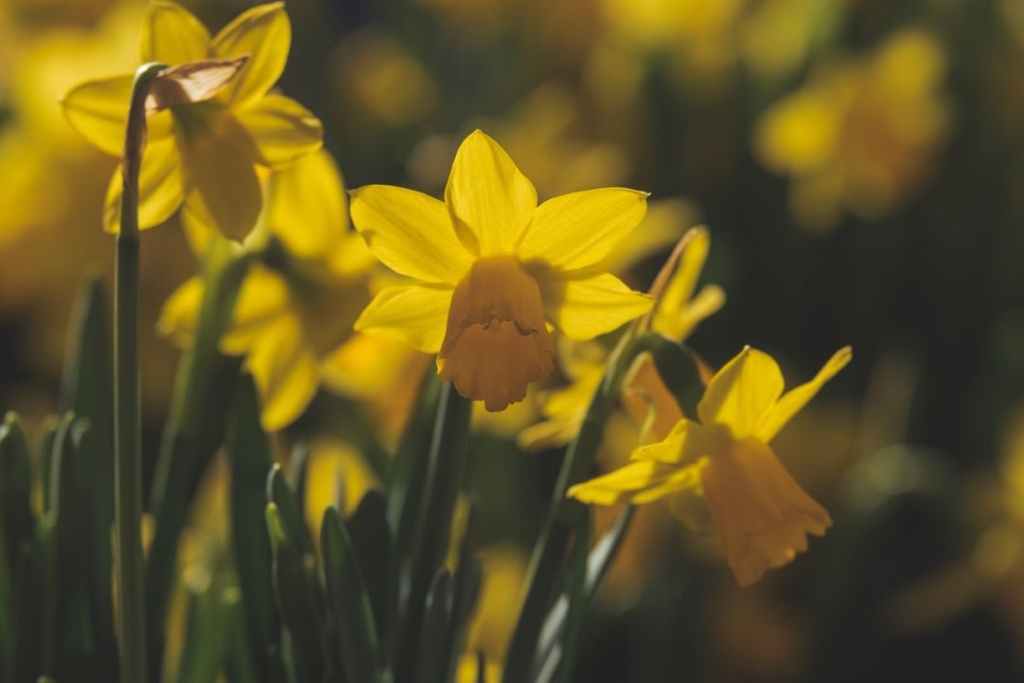 jonquille fleur jaune printemps La Jonquille fleur jaune