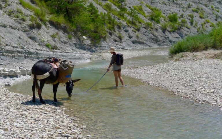 Envie d'évasion ? La Randonnée avec un Âne vous attend ! Explorez la France autrement avec cette micro-aventure authentique et accessible.