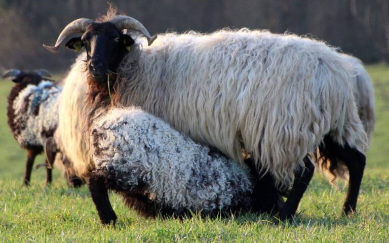 Laissez-vous tenter par l'Agneau de lait des Pyrénées IGP et Label Rouge : découvrez 10 tables gourmandes cet été !