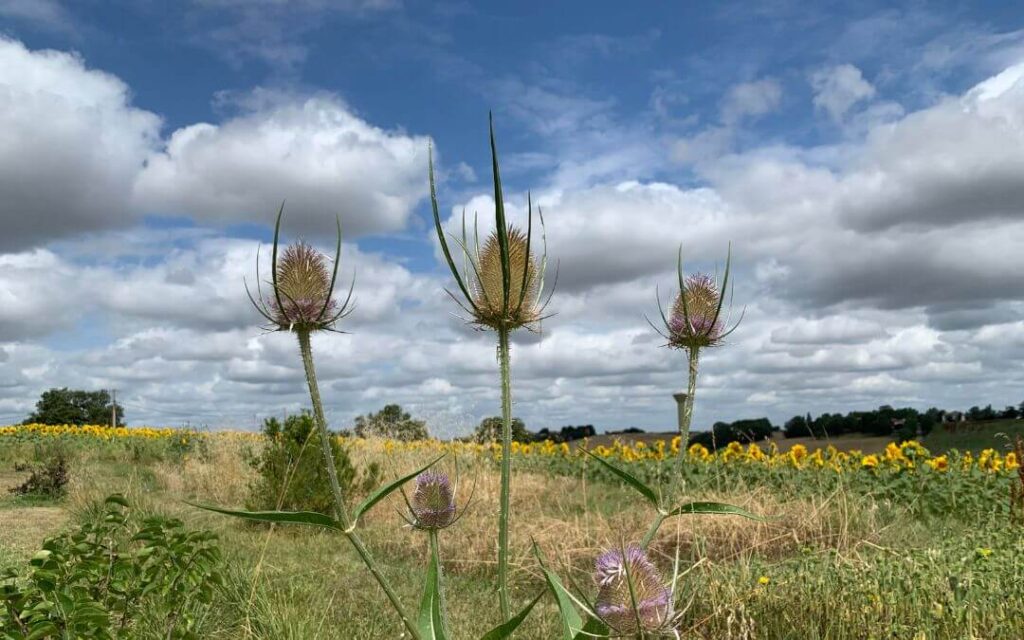 Ne confondez plus la cardère sauvage et le chardon ! Ne confondez plus la cardère sauvage et le chardon !