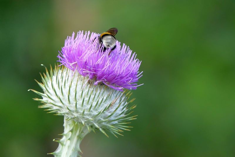 Le chardon, Une plante sauvage aux multiples facettes Le chardon, Une plante sauvage aux multiples facettes