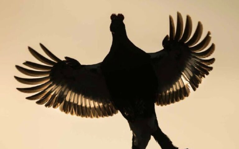 Festival Pyrénéen de l'Image Nature 2024 : découvrez la beauté sauvage à Cauterets du 26 au 29 septembre !