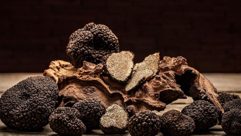 truffe noire perigord Adoptez Deux Chênes Truffiers et Récoltez le Diamant Noir pendant 15 Ans