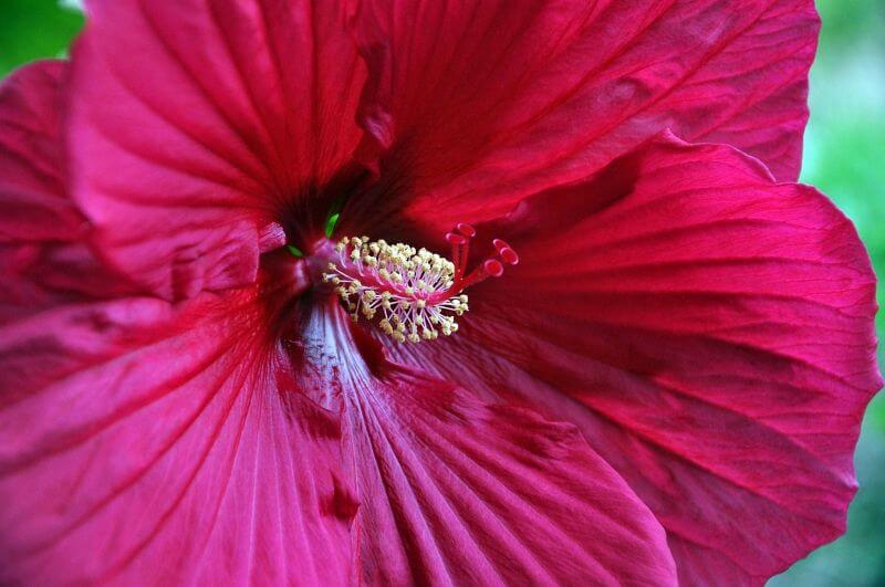 hibiscus rouge corolle jaune Hibiscus : culture, entretien et bienfaits – Guide complet pour réussir