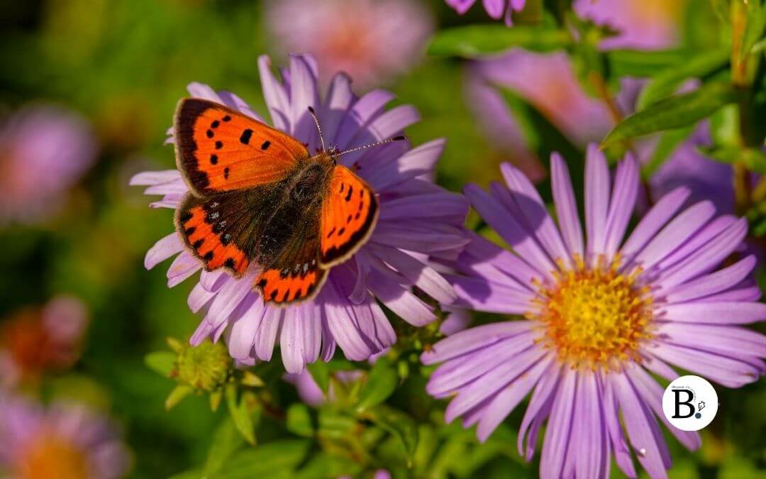 Un papillon sur des asters mauves
