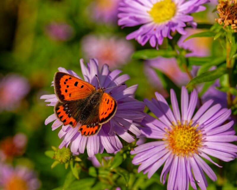fleur asters mauve papillon Asters, culture, entretien et variétés en France