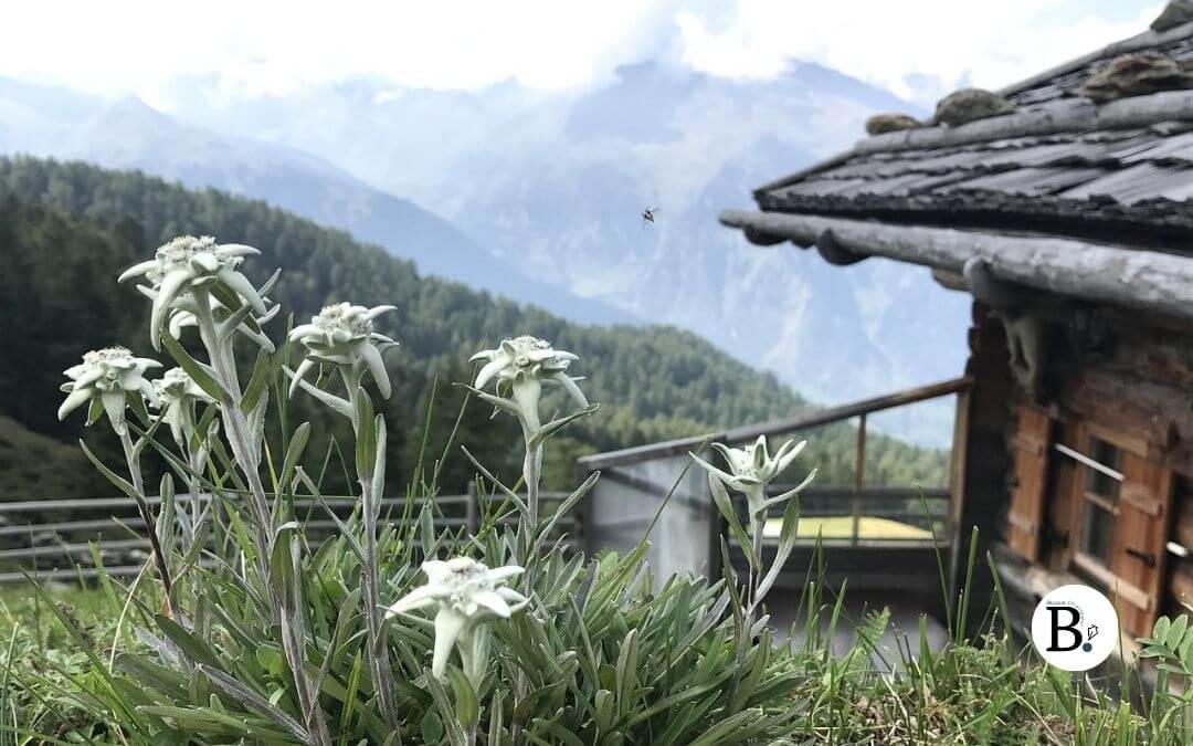 Edelweiss fleur alpine