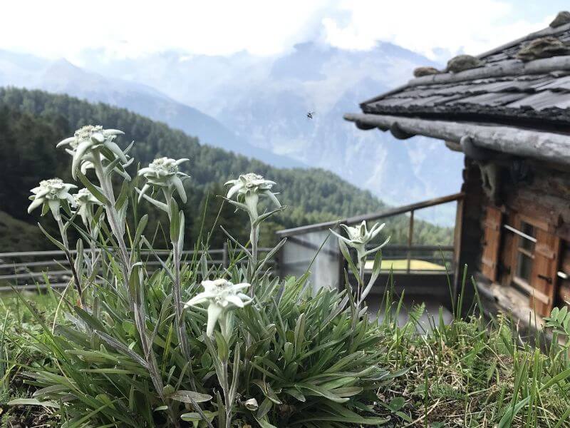 edlweiss fleur alpes tyrol chalet Edelweiss secrets, voyages et beauté en altitude