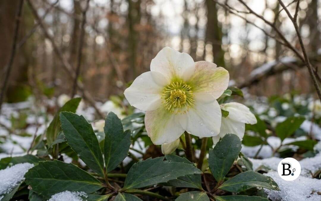 L’Hellébore (Rose de Noël). Pour moi, c’est le symbole de la résilience hivernale.