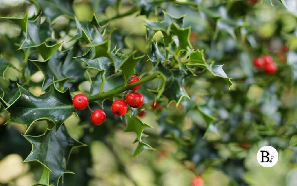Feuilles de houx avec des boules rouges