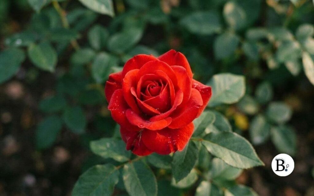 Gros plan d'une rose rouge éclatante avec des gouttes de rosée, contrastant sur un fond flou de feuillage vert sombre, thématique contraste rouge et vert pour Lundi Soleil 2026.