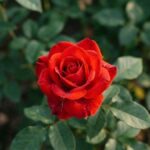 Gros plan d'une rose rouge éclatante avec des gouttes de rosée, contrastant sur un fond flou de feuillage vert sombre, thématique contraste rouge et vert pour Lundi Soleil 2026.