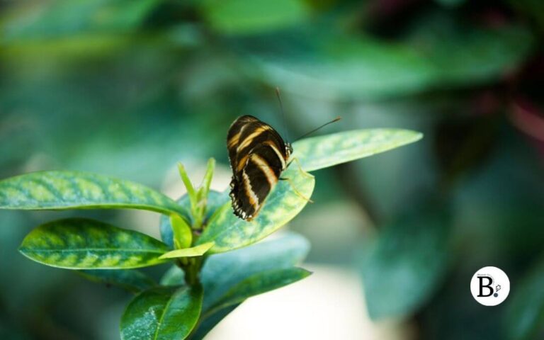 papillon posé sur des feuilles vertes pour le défi photo Lundi Soleil