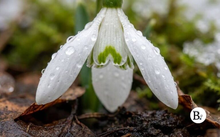 Le Perce-neige. Une fleur délicate que je n’ai pas encore traitée sous l’angle de la macro pure.