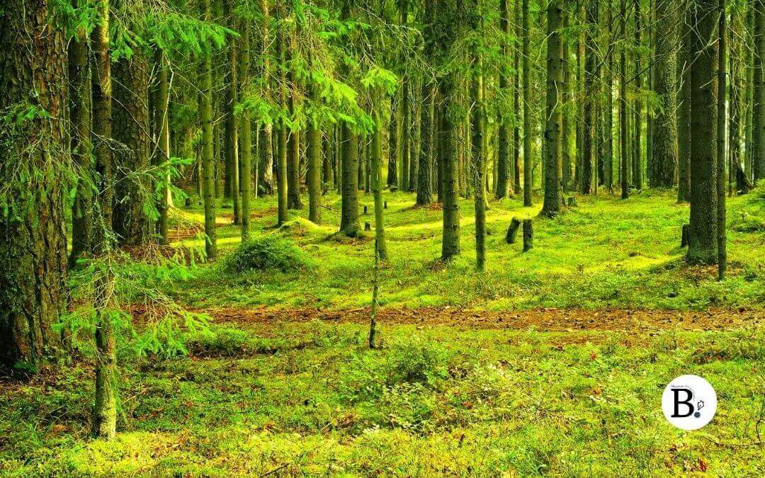 Le printemps marque un renouveau naturel. Découvrez pourquoi cette saison est idéale pour soutenir une détox douce et retrouver énergie et légèreté.