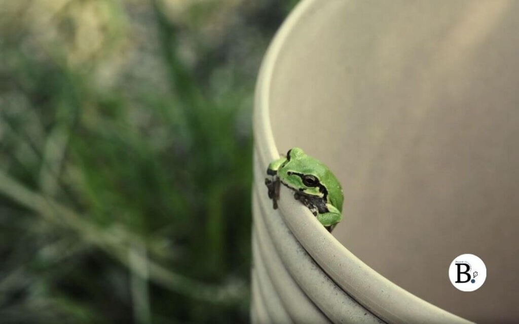 grenouille reinette verte