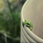 grenouille reinette verte