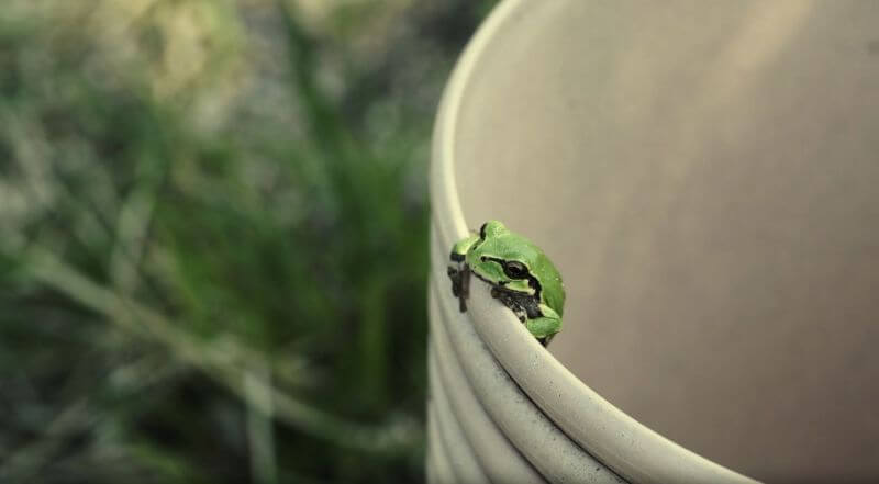 grenouille reinette vert lundi soleil Profondeur de champ : flouter le cadre en photo | Lundi Soleil