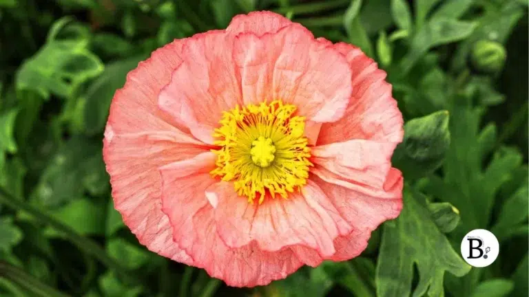 Pavot d’Orient : Défi photo La Fleur du Mois Juin 2026