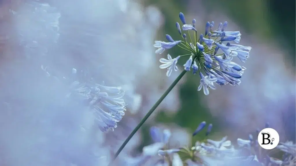 agapanthe fleur bleu amour délicatesse Agapanthe : Défi photo La Fleur du Mois Juillet 2026