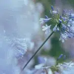 Agapanthus (les agapanthes) est l'unique genre de plantes à fleurs de la sous-famille des Agapanthoideae dans la famille des Amaryllidacée.