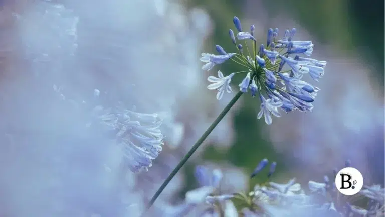 Agapanthus (les agapanthes) est l'unique genre de plantes à fleurs de la sous-famille des Agapanthoideae dans la famille des Amaryllidacée.