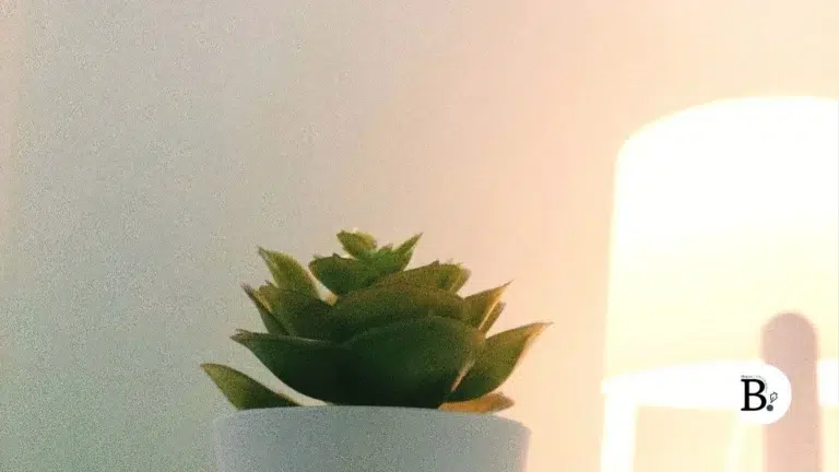 photo minimaliste pot blanc lundi soleil bernieshoot