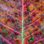 Gros plan d'une feuille d'automne centrée sur la nervure principale et ses ramifications, avec textures craquelées et nuances rouge, orange et vert ponctuées de taches bleu-vert.