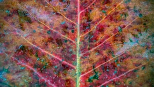 Gros plan d'une feuille d'automne centrée sur la nervure principale et ses ramifications, avec textures craquelées et nuances rouge, orange et vert ponctuées de taches bleu-vert.