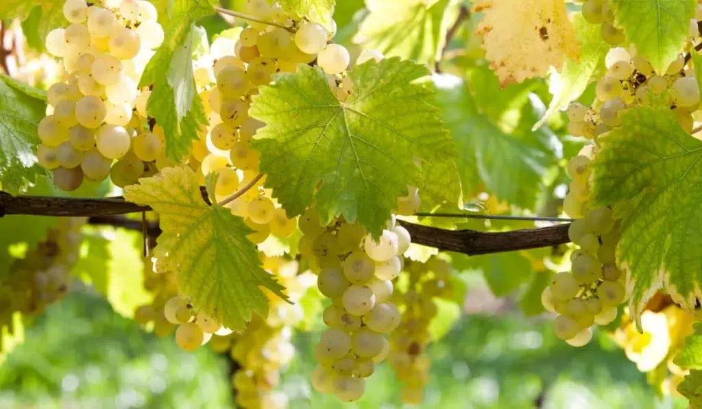 grappe chasselas moissac aop Récolte 2026 du Chasselas de Moissac AOP : 30 ans d'AOP