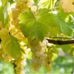 Grappe de Chasselas de Moissac AOP