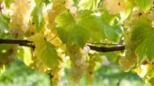 Grappe de Chasselas de Moissac AOP