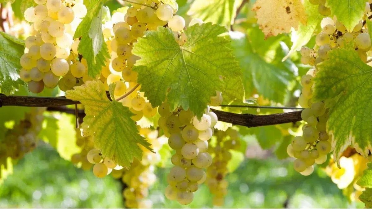 Grappe de Chasselas de Moissac AOP