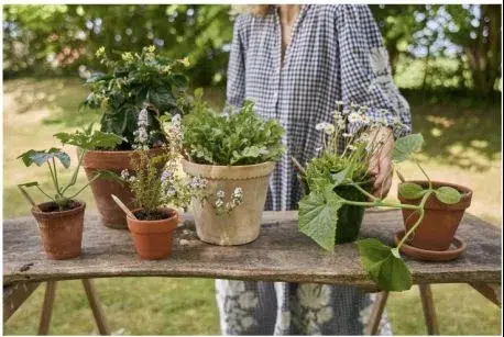pots plantes aromatiques femme chemise SproutWorld : prolongez l’été durablement à la rentrée