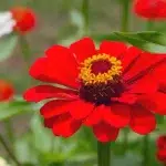 Zinnia est un genre de plantes à fleurs de la famille des Asteraceae