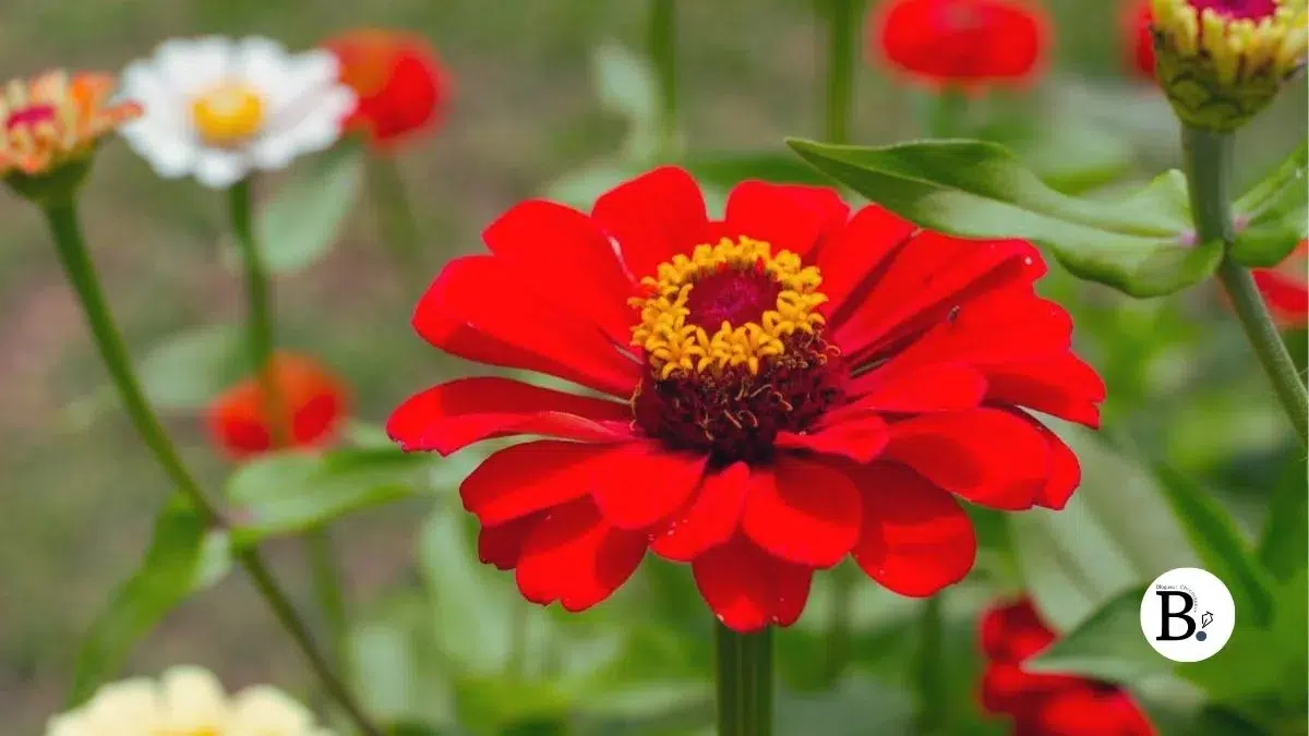 Zinnia est un genre de plantes à fleurs de la famille des Asteraceae