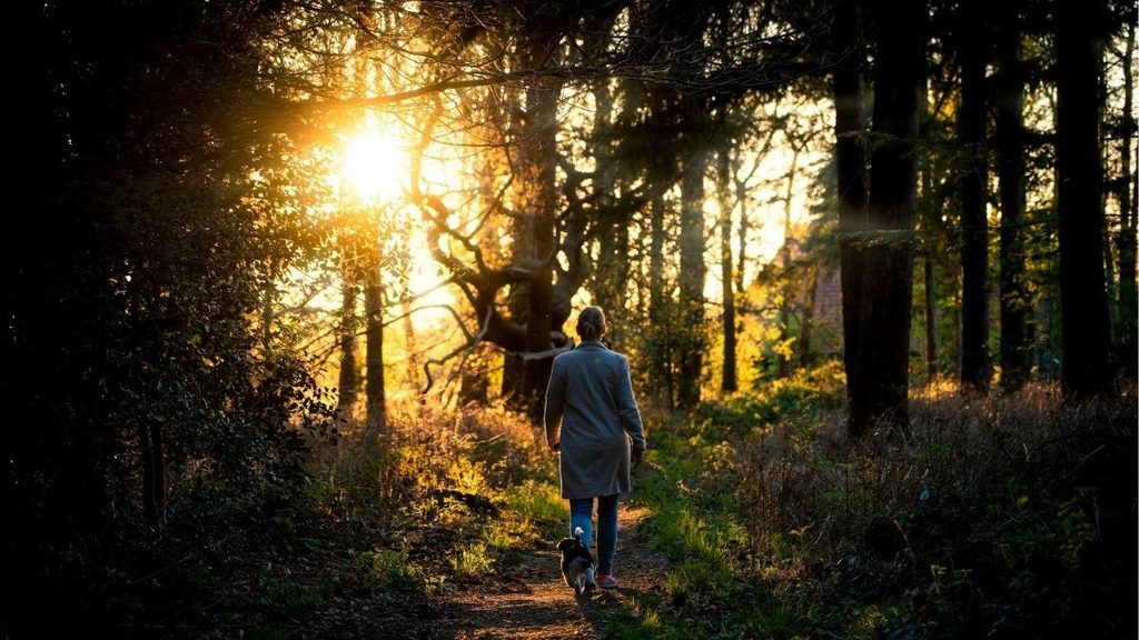 promenade forêt heure dorée femme chien Lumière d'automne : conseils photo et inspiration